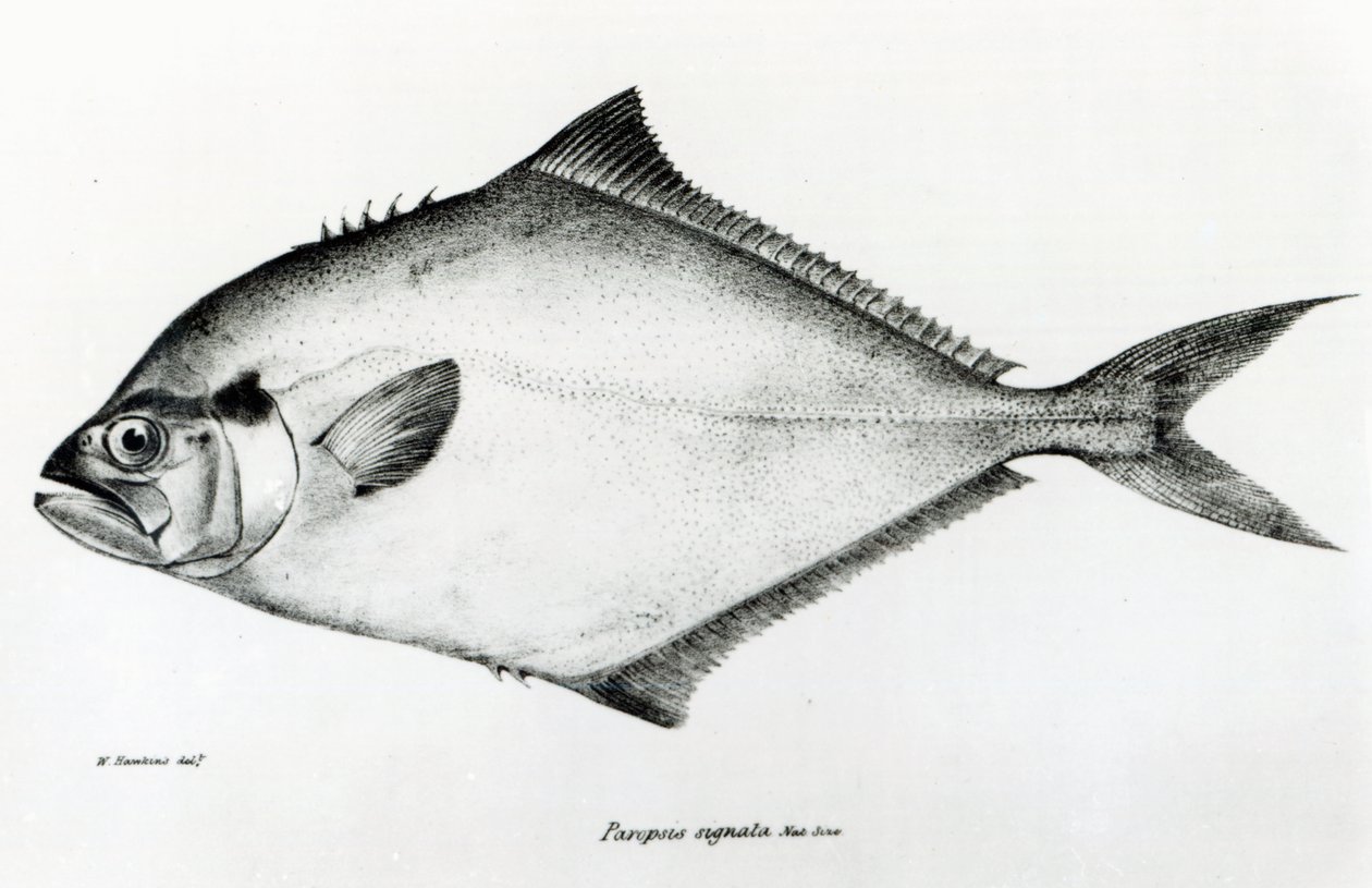 Paropsis Signata, levy 13 Charles Darwinin teoksesta "The Zoology of the Voyage of H.M.S Beagle, 1832-36" tekijältä English School