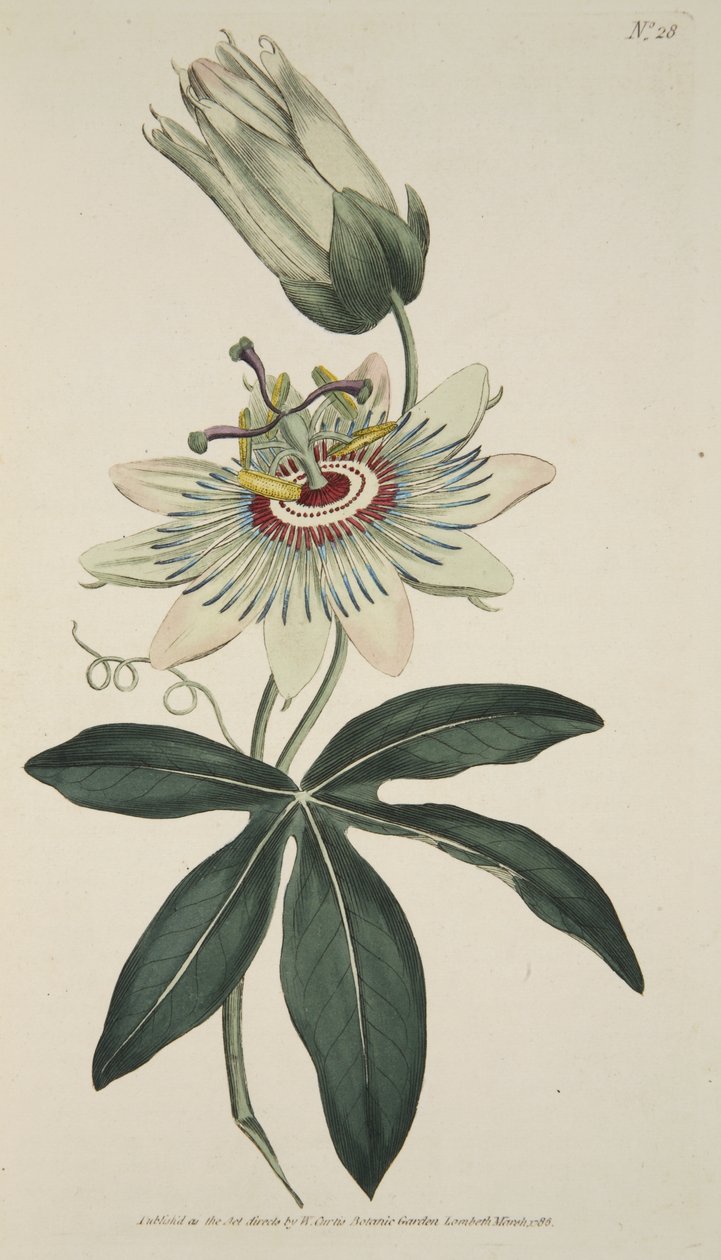 Passiflora Caerulea (tavallinen passionkukka), The Botanical Magazine tai Flower Garden Näytetään, pub. 1786 (käsinvärinen kaiverrus) tekijältä English School