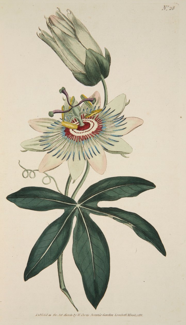 Passiflora Coerulea Common Passion Flower, pub. 1786 käsinvärjätty kaiverrus. tekijältä English School