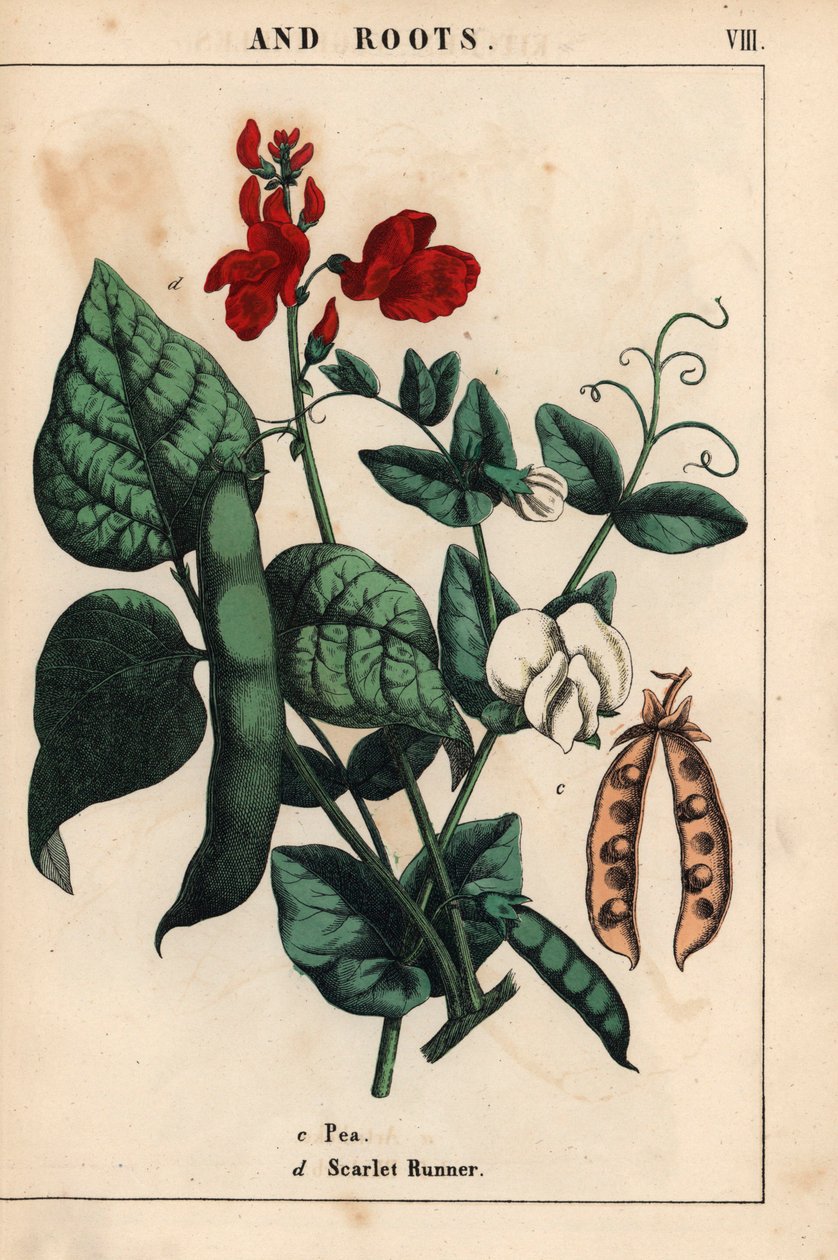 Herneitä ja papuja, punaisia ja valkoisia kukkia.   , julkaisusta "The Instructive Picturebook, or Lessons from the Vegetable World", [Charlotte Mary Yonge], Edinburgh tekijältä English School