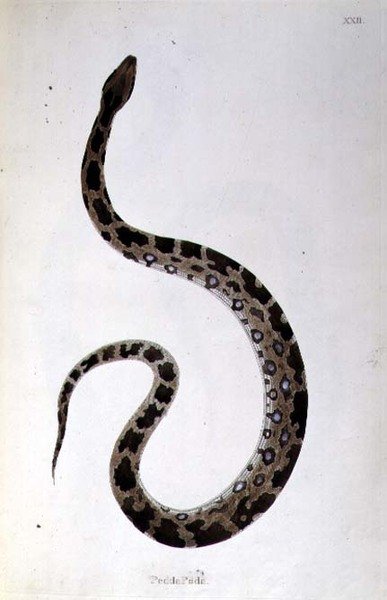 Pedda Poda Snake teoksesta "An Account of Indian Serpents collection from Coast of Coromandel" kirjoittaja Patrick Russell, Lontoo tekijältä English School