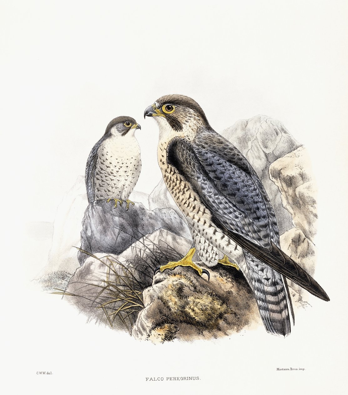 Peregrine Falcon - Falco Peregrinus, 1894-1899 tekijältä English School
