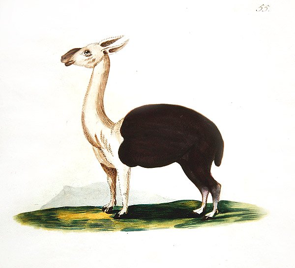 Perun guanako, n. 1810 (akvarelli paperille) tekijältä English School
