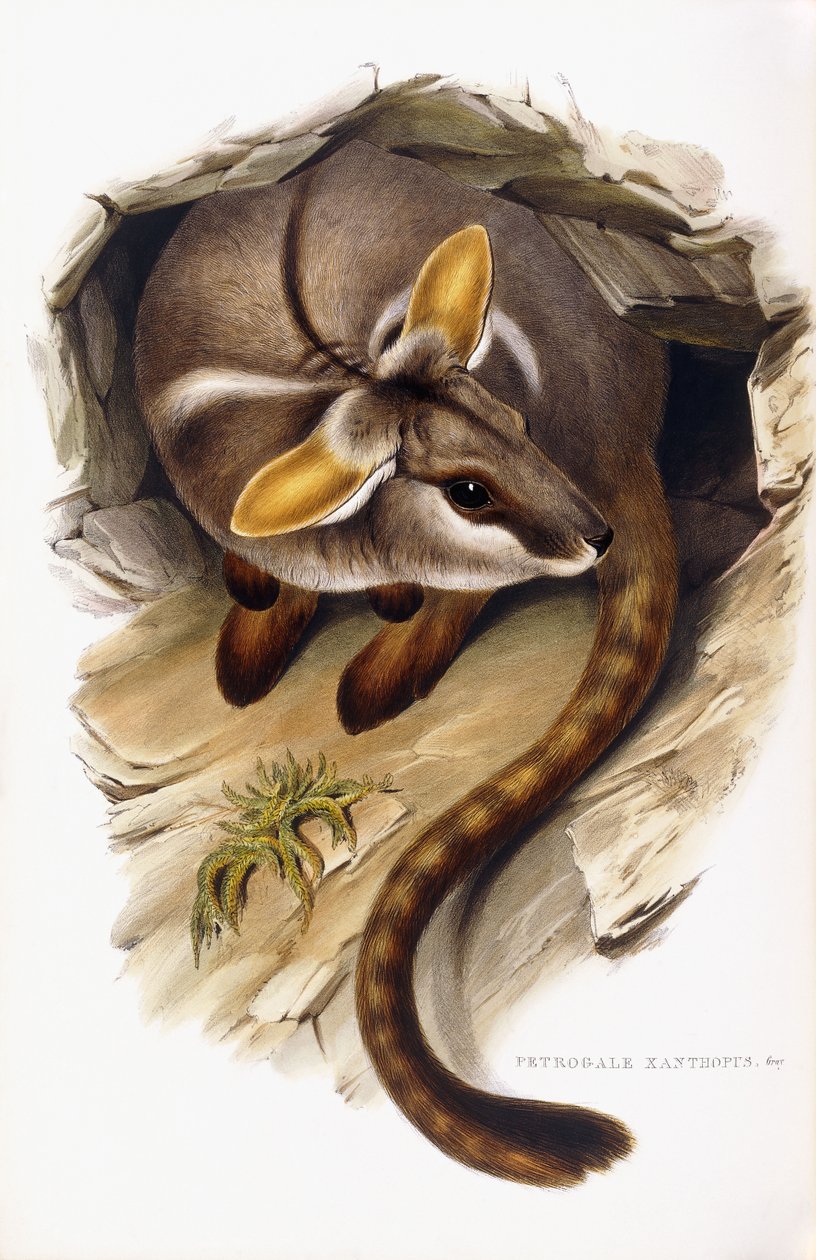 Petrogale Xanthopus tekijältä English School