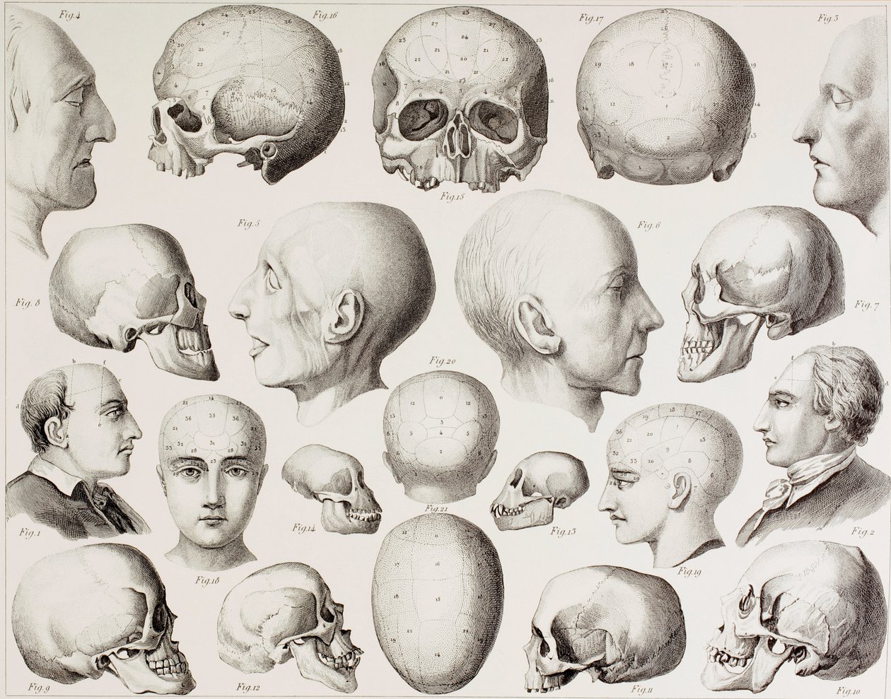 Frenologinen kuva, joka esittää aivojen psykologisia suhteita, 1800-luvun printistä tekijältä English School