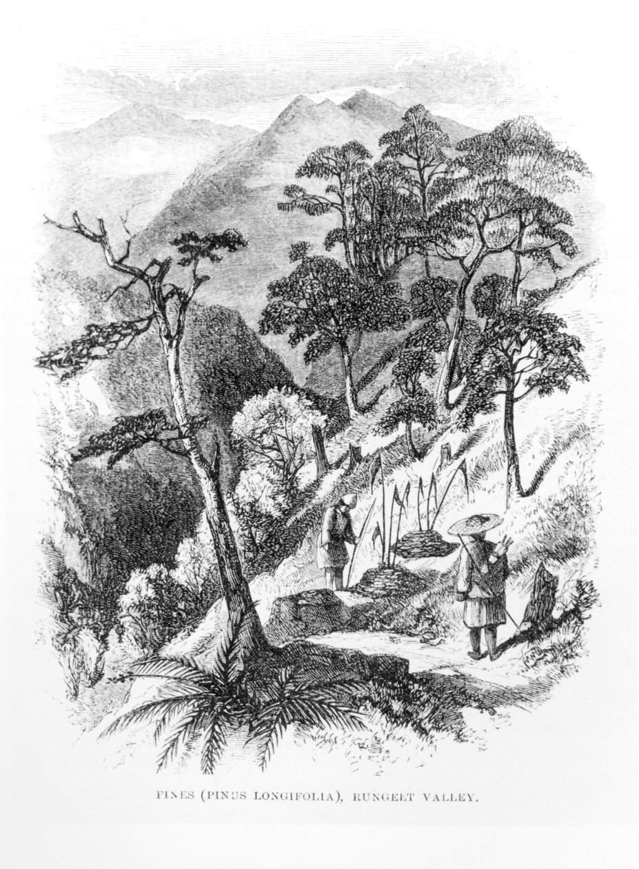 Männyt Himalajan Rungeltin laaksossa, Himalayan Journals, 1854 tekijältä English School