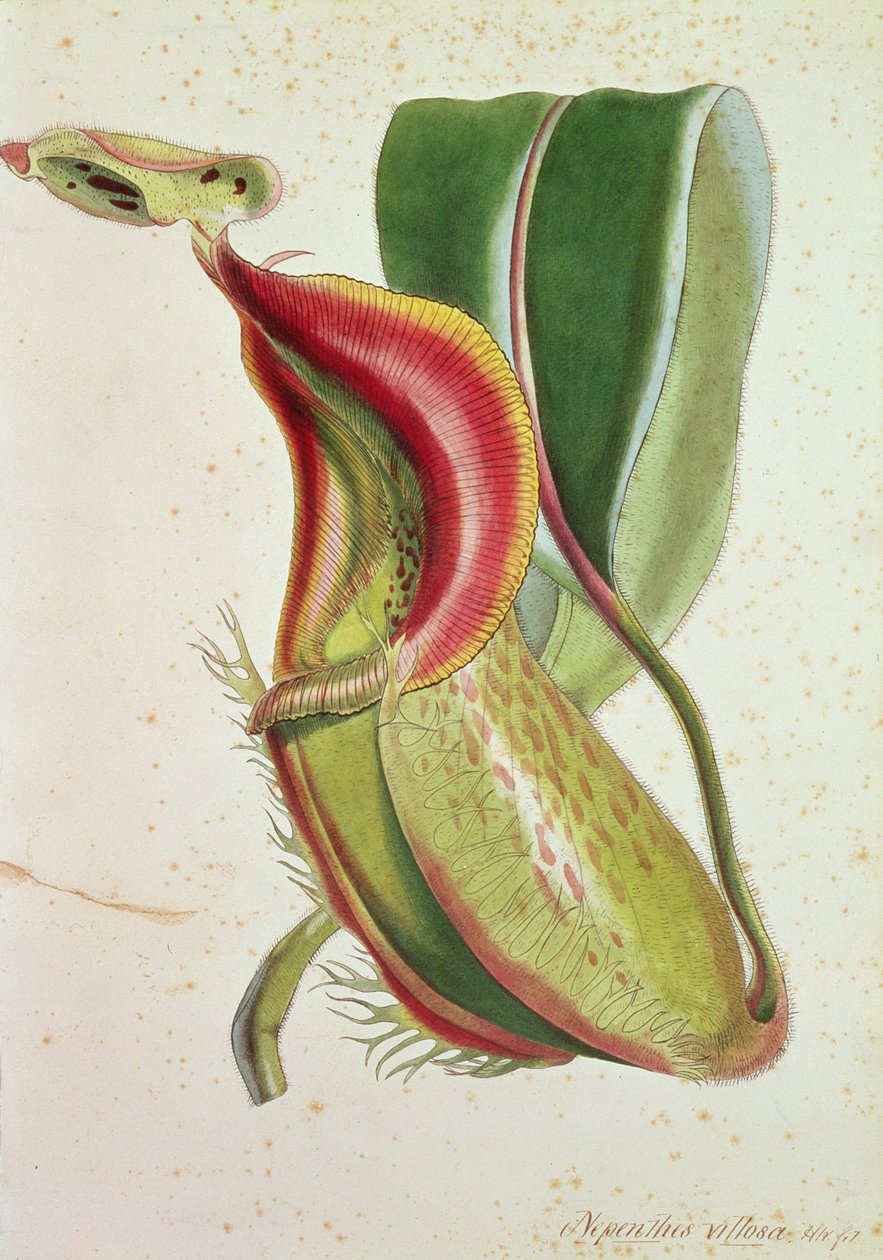 Kannukasvi: Nepenthes villosa (hyönteissyöjä), signeerattu H.K (värilitografia) tekijältä English School