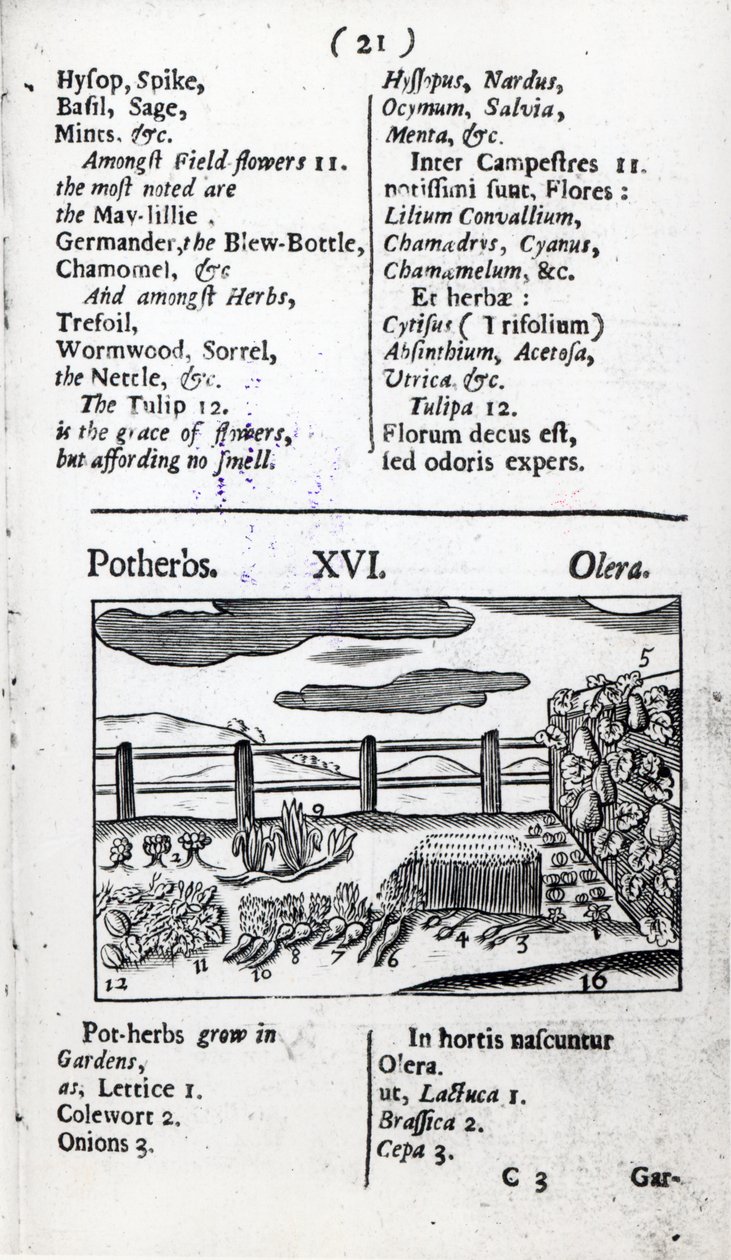 Kasvinviljely Johann Amos Comeniuksen teoksesta Orbis sensualism pictus, julkaistu n. 1689 tekijältä English School