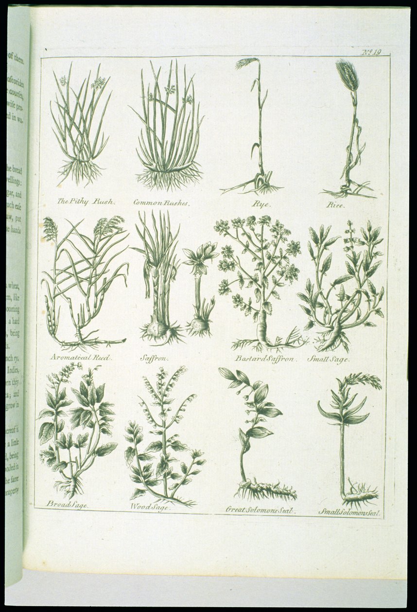 Plants from Culpepers English Physician and Complete Herbal, julkaistu 1790 tekijältä English School