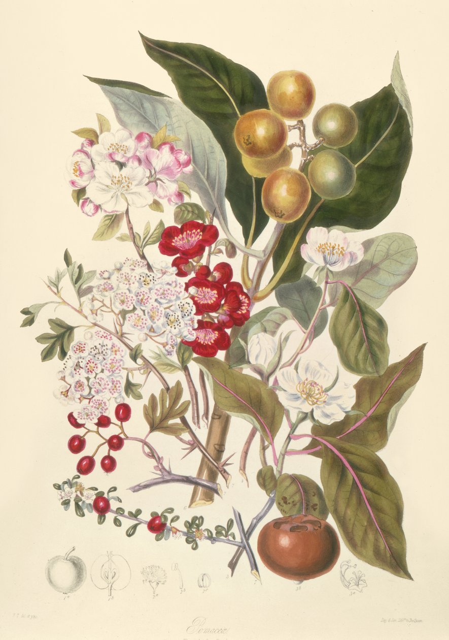 Pomaceae, omenaheimo tekijältä English School