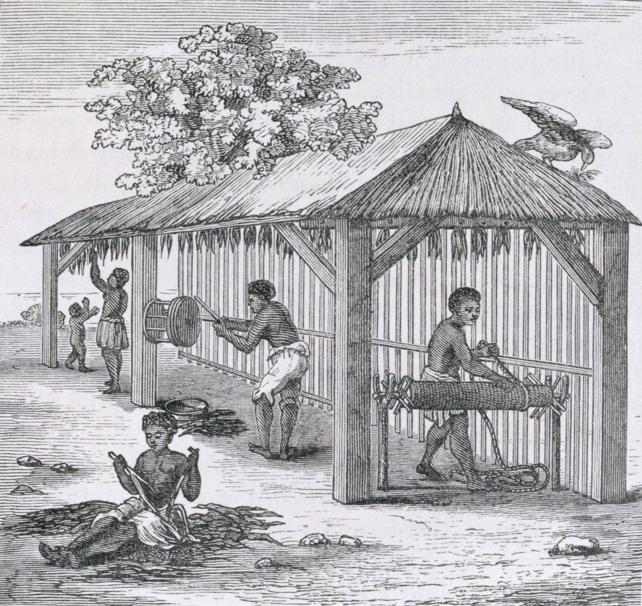Preparing Tobacco, Samuel Hazardin teoksesta "Santo Domingo Past and Present", pub. 1873 tekijältä English School