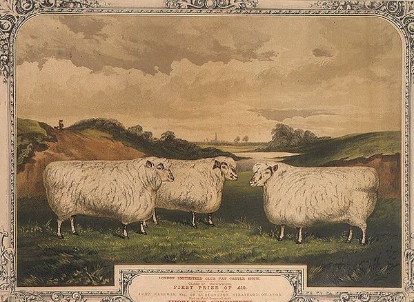 Palkinto Cotswold-lammas, jota ruokitaan Thorleyn mausteella maustetulla ruoalla, Lontoon Smithfield-klubin lihavien karjanäyttelyn kunniaksi, kaiverrus M. Gauci (fl.1810-46) n.1840 (litho) tekijältä English School