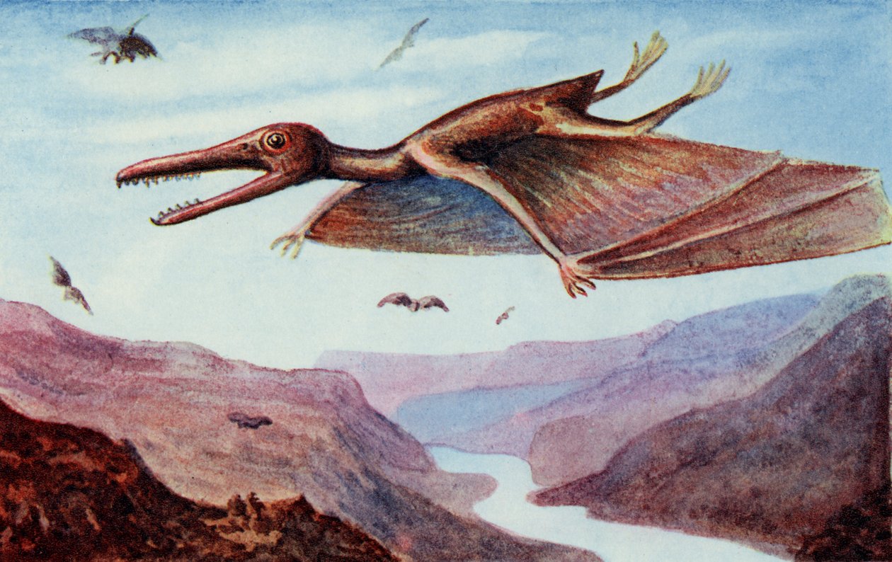 Pterodactyl, Harry Goldingin toimittamasta "The Wonder Book of would you believe it" -kirjasta. tekijältä English School