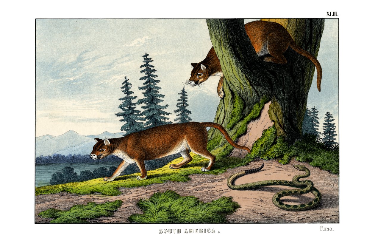 Puma tekijältä English School