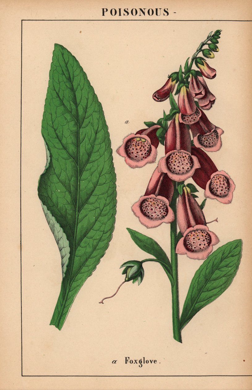 Violetti kettukäsine  , julkaisusta "The Instructive Picturebook, or Lessons from the Vegetable World", [Charlotte Mary Yonge], Edinburgh tekijältä English School