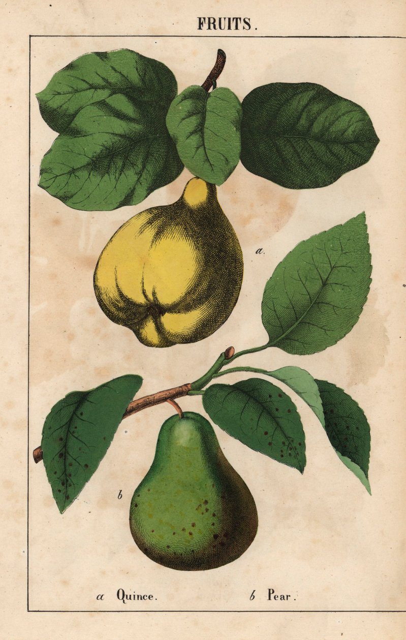 Kvitteni ja päärynä  , julkaisusta "The Instructive Picturebook, or Lessons from the Vegetable World", [Charlotte Mary Yonge], Edinburgh tekijältä English School