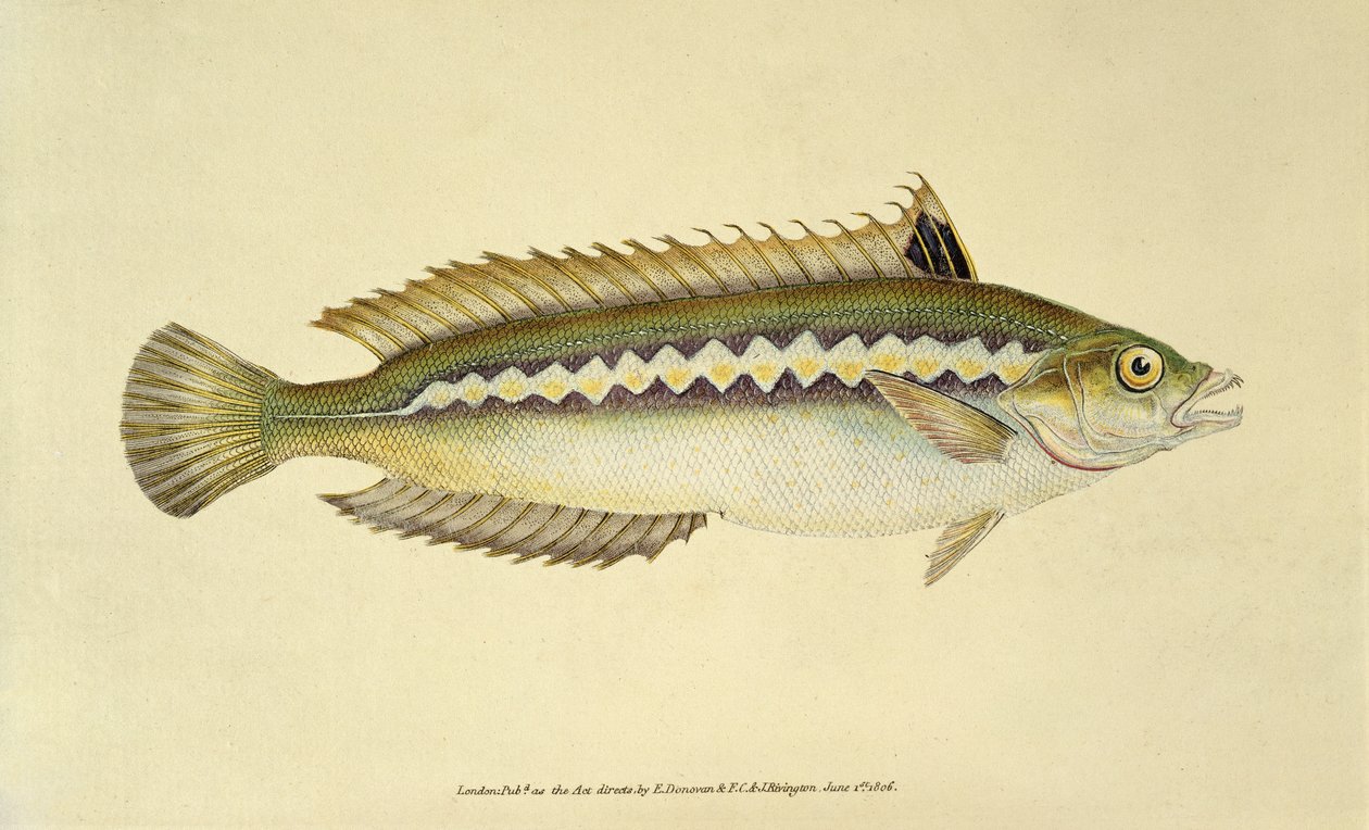 Rainbow Wrasse, Pl.96 teoksesta "The Natural History of British Fishes", julkaisija E. Donovan ja F.C.  J. Rivington. tekijältä English School
