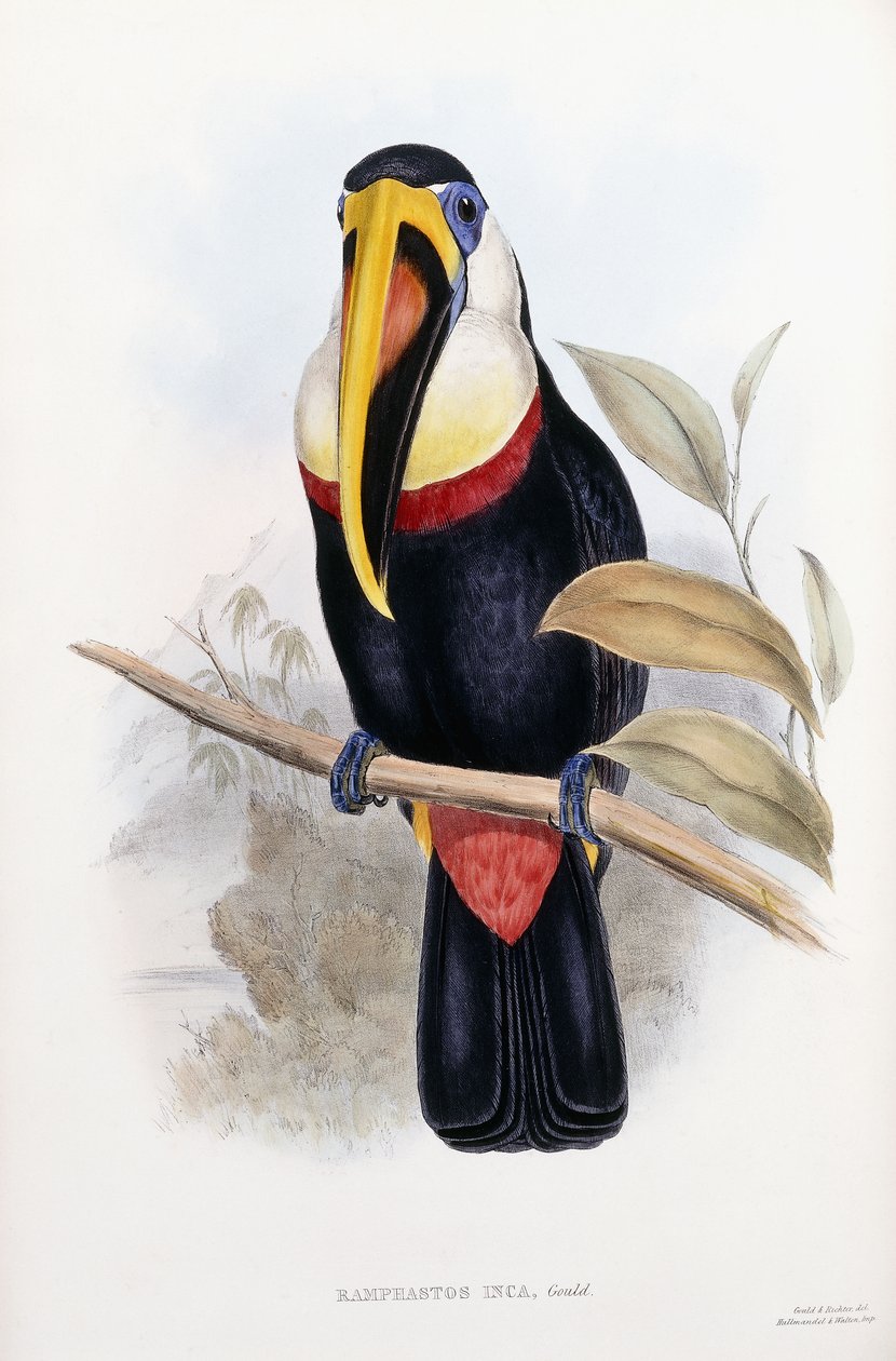 Ramphastos Inca tekijältä English School