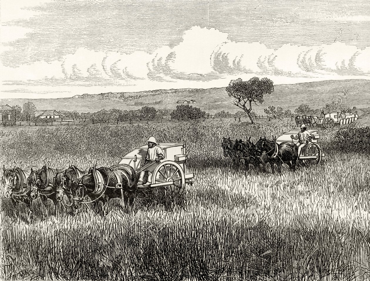 Reaping in South Adelaide, noin 1880, Howard Willoughbyn "Australian Pictures" -julkaisusta, julkaisija Religious Tract Society, Lontoo, 1886 tekijältä English School