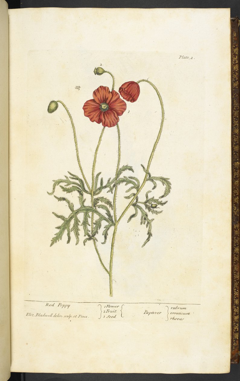Red Poppy, levy 2 Elizabeth Blackwellin teoksesta A Curious Herbal... tekijältä English School