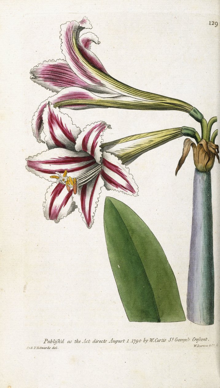 Punavalkoraidallinen lilja, 1799-1810 tekijältä English School