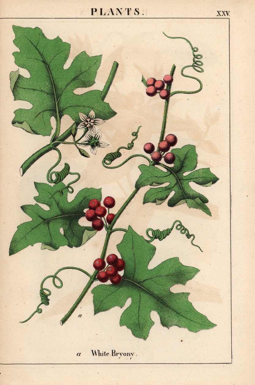 Punainen bryony punaisilla marjoilla. Bryonia dioica   , julkaisusta "The Instructive Picturebook, or Lessons from the Vegetable World", [Charlotte Mary Yonge], Edinburgh tekijältä English School