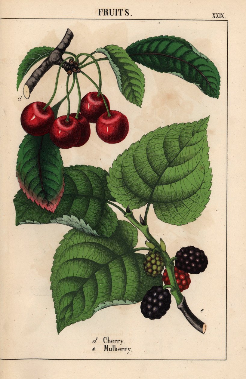 Punaiset kirsikat ja mulperihedelmät   , julkaisusta "The Instructive Picturebook, or Lessons from the Vegetable World", [Charlotte Mary Yonge], Edinburgh tekijältä English School