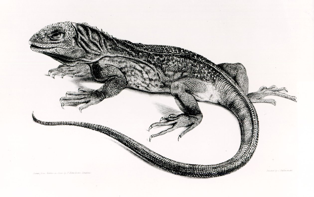 Matelija, kuvitus Charles Darwinin (1809-92) teoksesta "The Zoology of the Voyage of H.M.S Beagle, 1832-36" tekijältä English School