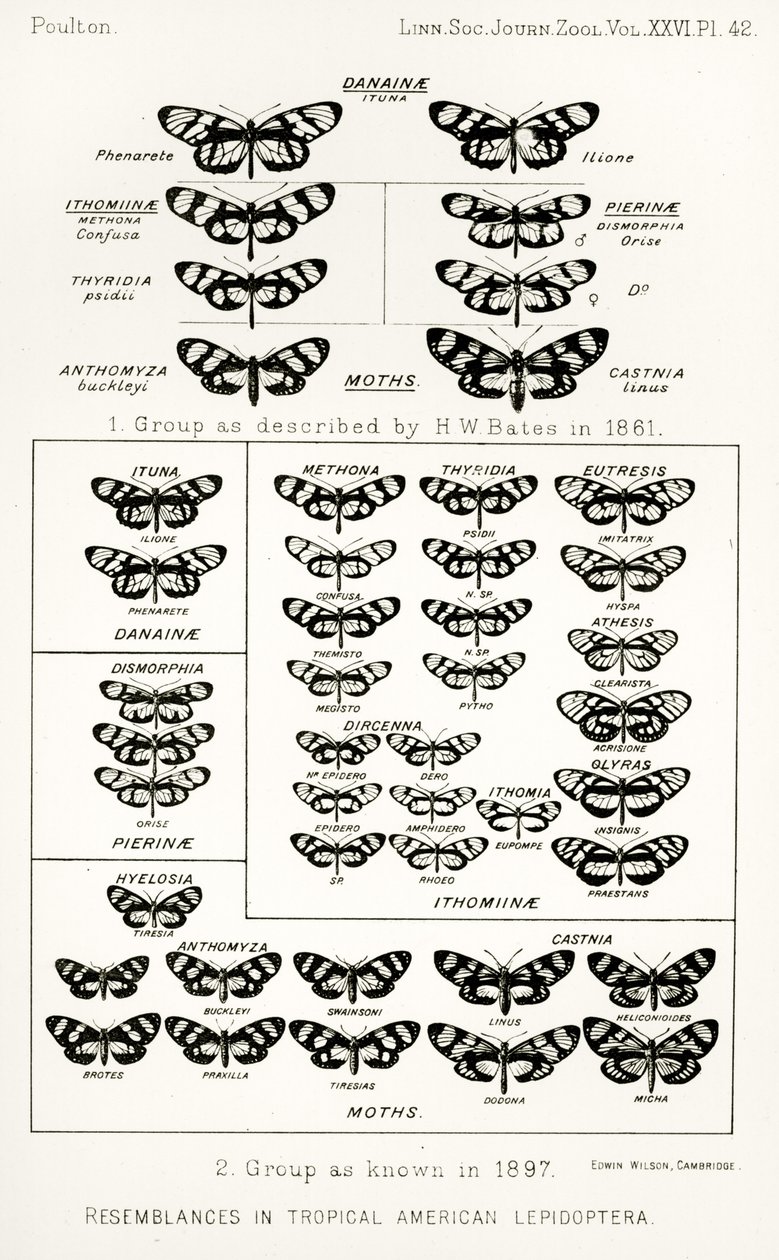 Yhtäläisyyksiä trooppisissa amerikkalaisissa perhoissa, kuvitus julkaisusta The Hope Reports, Voi. II, 1897-1900., toimittanut Edward B. Poulton, Oxford, 1901 tekijältä English School