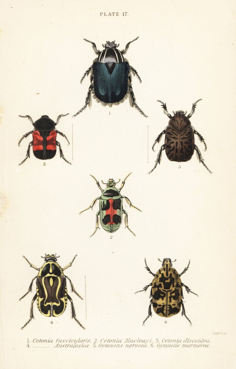 Ruusukuoriaiset: Cetonia fascicularis 1, Heterorhina macleayi 2, Gametoides subfasciata 3, viulukuoriainen, Eupoecila australasiae 4, Gymnetis hieroglyphica 5 ja Gymnetis marmorea 6 tekijältä English School