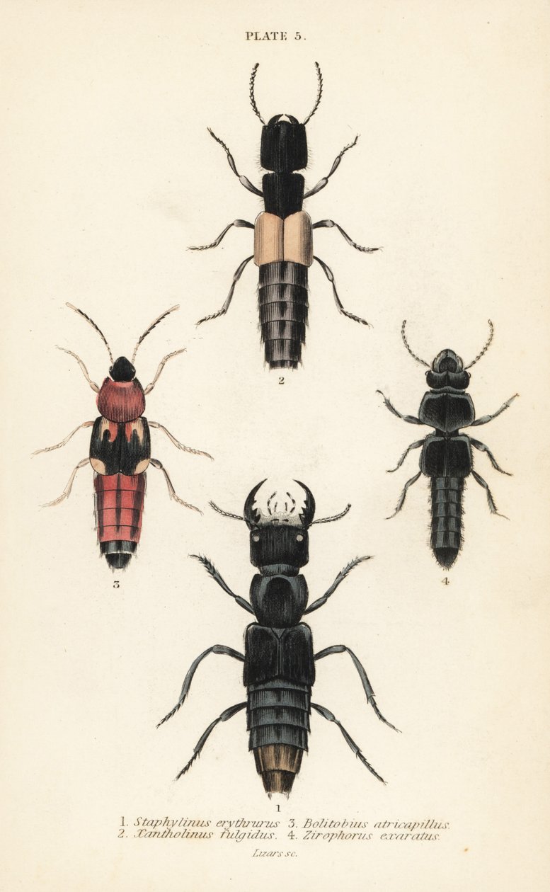 Rove-kuoriaiset: Staphylinus erythrurus 1, Xantholinus fulgidus 2, Bolitobius atricapillus 3, Zirophorus exaratus 4 tekijältä English School