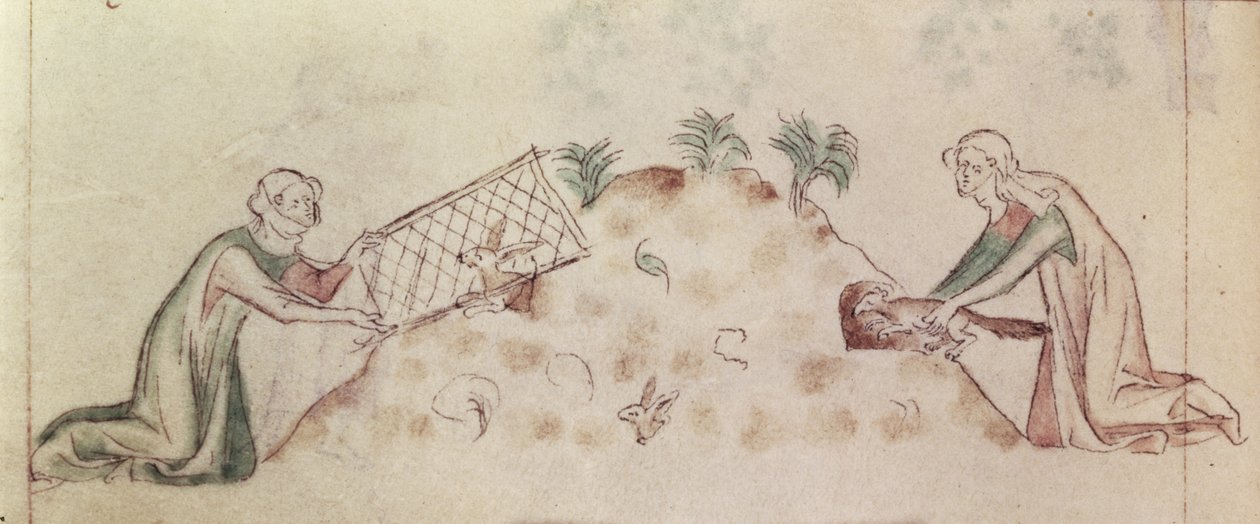 Roy 2 B VII f.155v Naiset pyydystävät kania verkolla ja fretillä, kirjasta "Queen Mary Psalter", n. 1310-20 (vellum) tekijältä English School