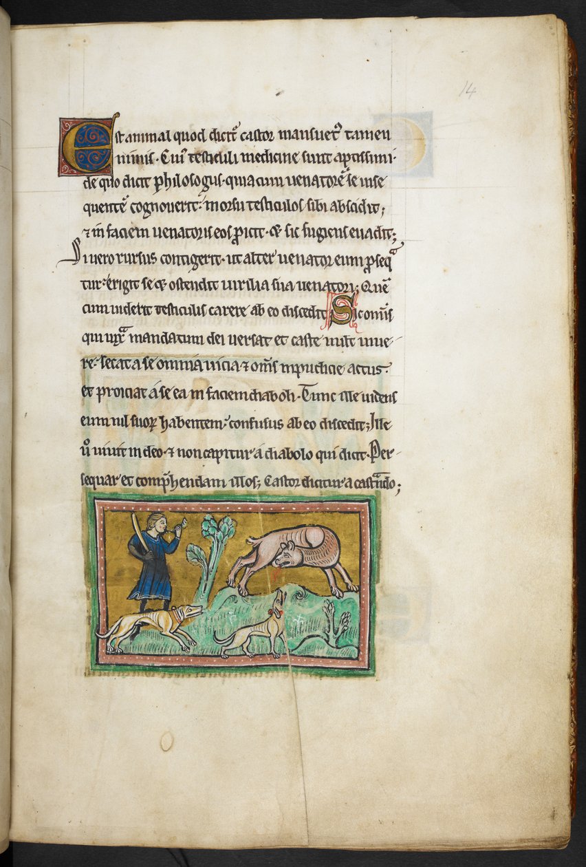 Royal 12 F.XIII, f.14 Susi (?), jonka suusta vuotaa verta, ja metsästäjä koirien kanssa, Rochester Bestiarysta, 1200-luvun toiselta neljännekseltä tekijältä English School