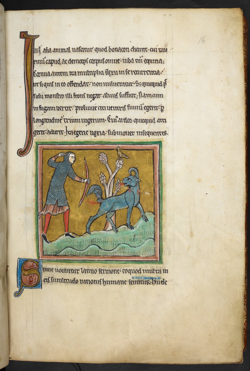 Royal 12 F.XIII, f.16   Metsästäjä ampuu nuolella eläintä.  Bestiary (ff. 3-141), Lapidary (ff. 141v-149)  1200-luvun toinen neljännes tekijältä English School