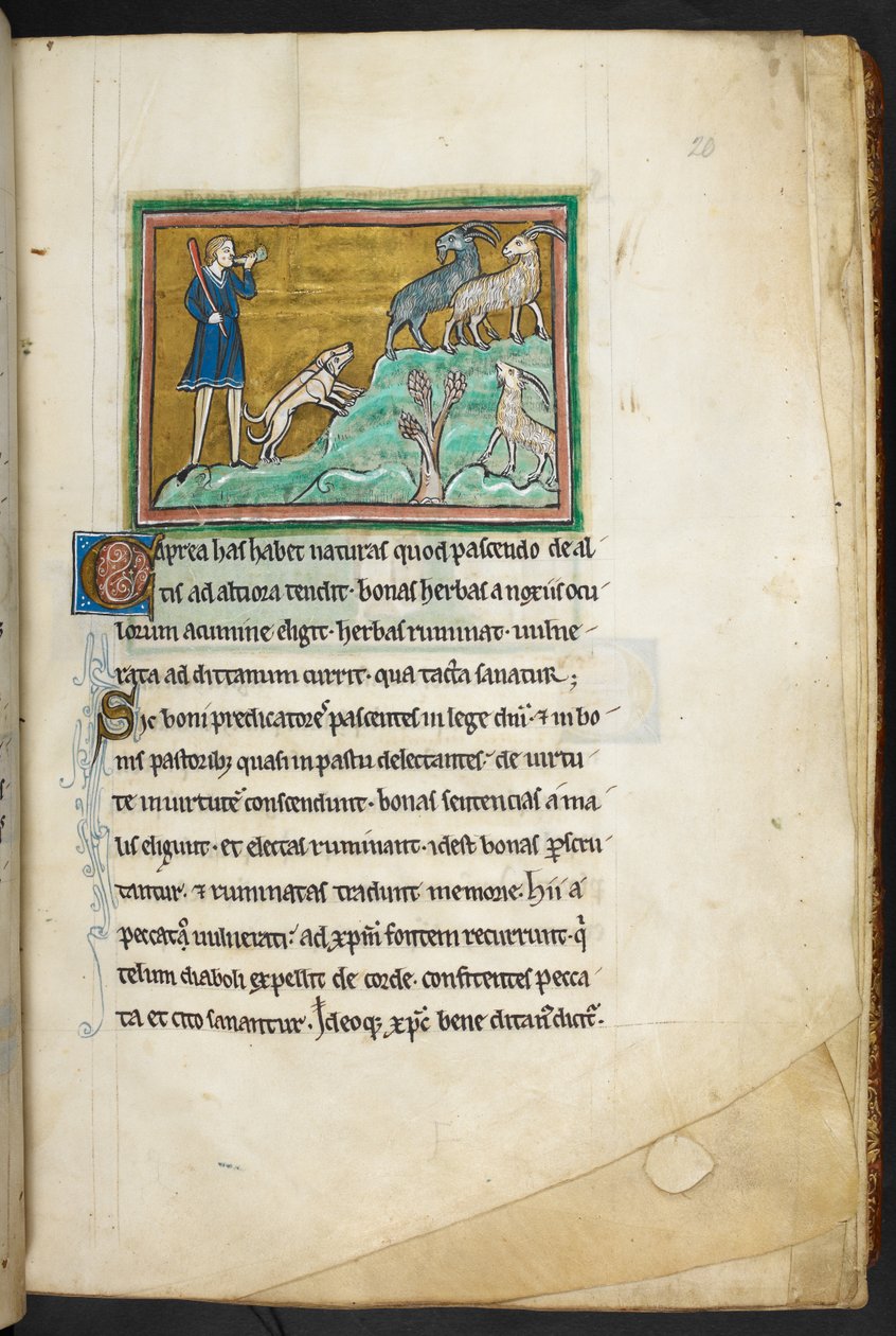 Royal 12 F.XIII, f. 20 Metsästäjä tai maanviljelijä koirien kanssa jahtaamassa vuohia.  Bestiary (ff. 3-141), Lapidary (ff. 141v-149)  1200-luvun toinen neljännes tekijältä English School