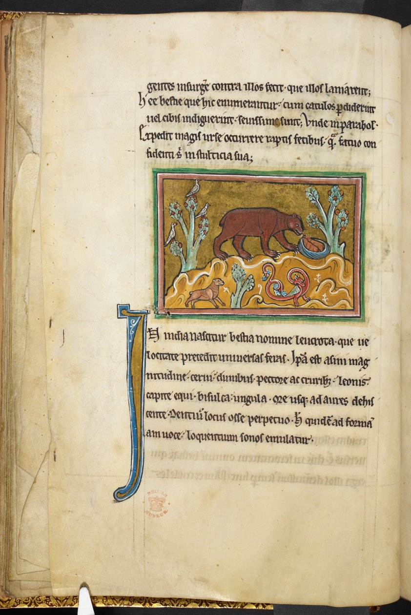 Royal 12 F.XIII, f.22v Karhu katselee pentuja.  Bestiary (ff. 3-141), Lapidary (ff. 141v-149)  1200-luvun toinen neljännes tekijältä English School