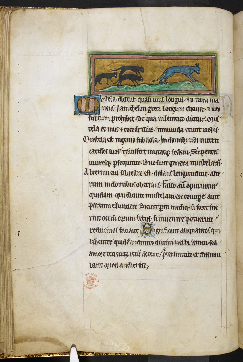 Royal 12 F.XIII, f.43v Hiiret jahtaavat kissaa Bestiarysta (ff. 3-141), Lapidarysta (ff. 141v-149)  , 1200-luvun toinen neljännes (vellum) tekijältä English School