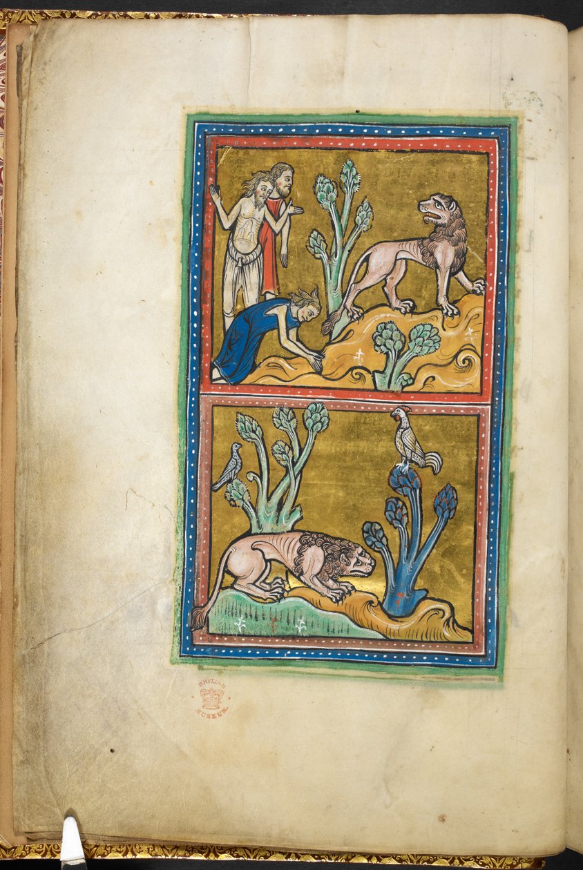 Royal 12 F.XIII, f.5v Yläosa: kolme miestä, joista yksi kumartaa leijonalle; alla: leijona kyyristyi puun juurella, kukko istumassa.  Bestiarysta (ff. 3-141), Lapidarysta (ff. 141v-149)  1200-luvun toinen neljännes tekijältä English School