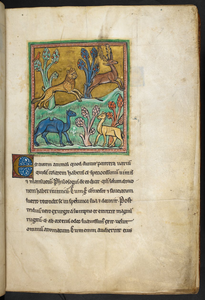 Royal 12 F.XIII, f.7   Leopardi, joka jahtaa polttaria, kameli ja toinen eläin.  Bestiarysta (ff. 3-141), Lapidarysta (ff. 141v-149)  1200-luvun toinen neljännes tekijältä English School
