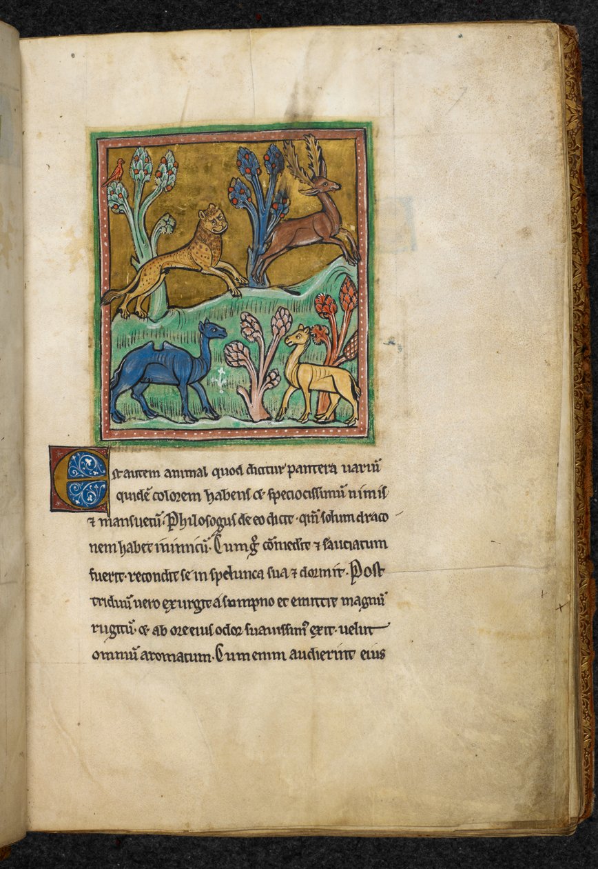 Royal 12 F.XIII, f.7 Leopardi jahtaamassa polttaria kamelin ja toisen eläimen kanssa.  Bestiarysta (ff. 3-141), Lapidarysta (ff. 141v-149)  1200-luvun toinen neljännes tekijältä English School