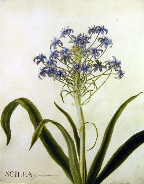 Scilla Peruviana Botanical Study (akvarelli paperille) tekijältä English School