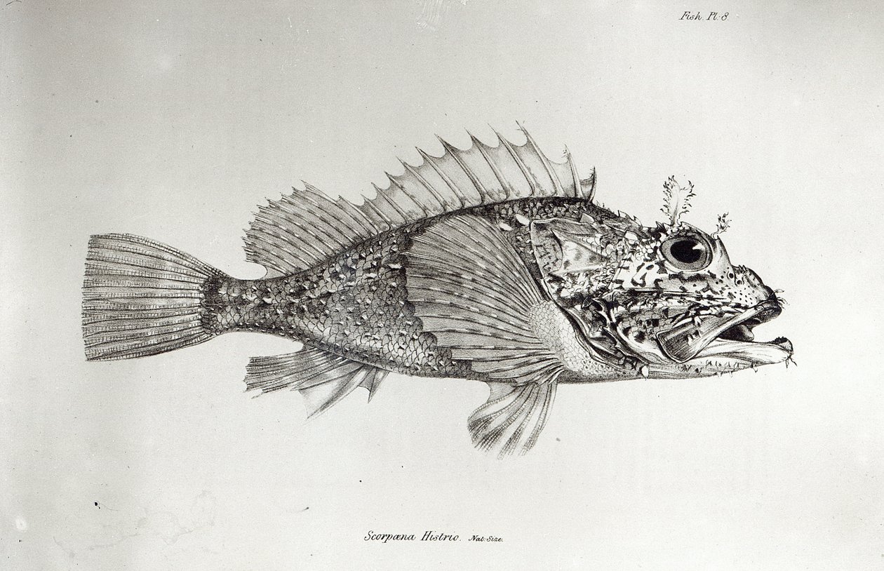 Scorpion Fish, levy 8 Charles Darwinin teoksesta "The Zoology of the Voyage of H.M.S Beagle, 1832-36" tekijältä English School