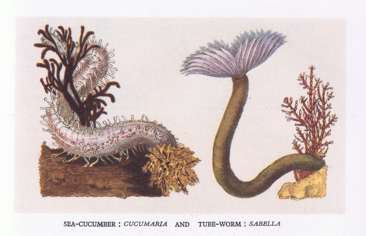 Sea Cucumber and Tube Worm, Nature in Britain julkaissut Collins tekijältä English School