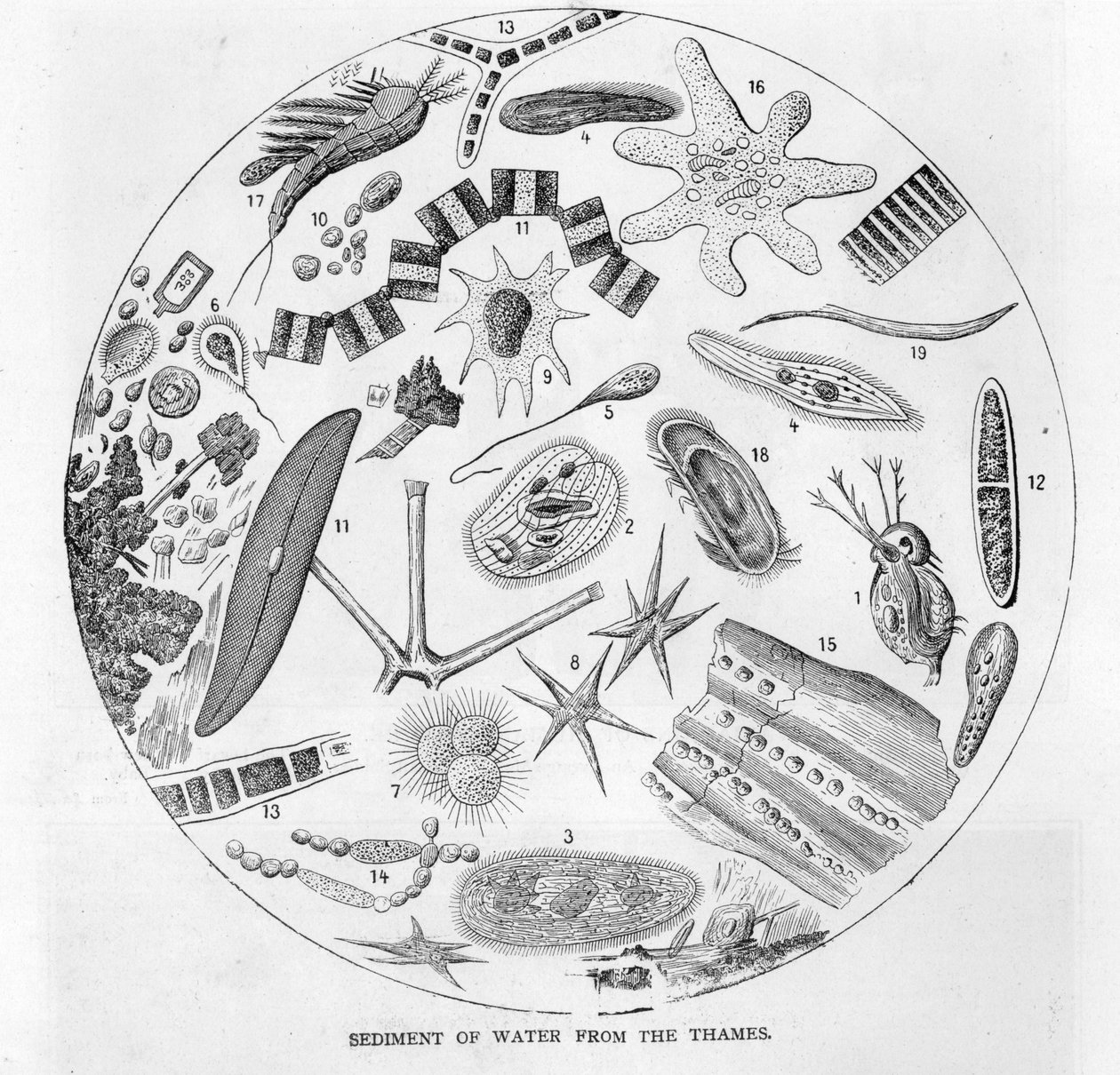 Thames-joen vesisedimentti, 1800-luvun puoliväli tekijältä English School