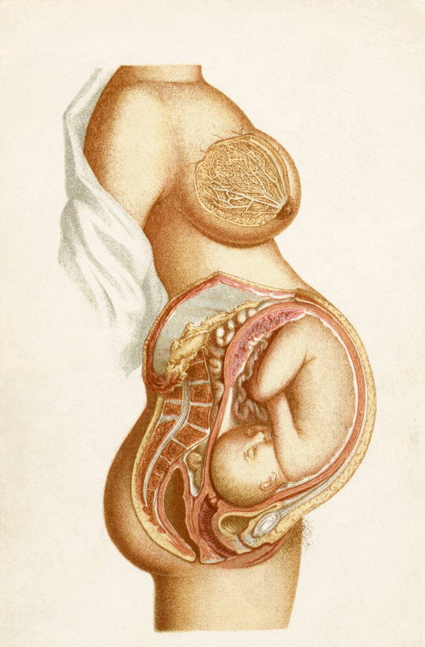 Puolikaaviomainen osa kokoaikaisesta raskaudesta, jossa näkyy sikiön sijainti kohdussa, Handbook of Obstetric Nursing, julkaistu vuonna 1889 tekijältä English School