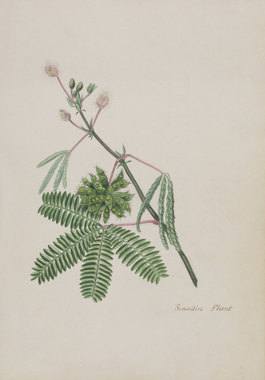 Herkkä kasvi, kuvitus runoalbumista, grafiittipiirroksia ja vesivärejä, n. 1828 (wc paperilla) tekijältä English School