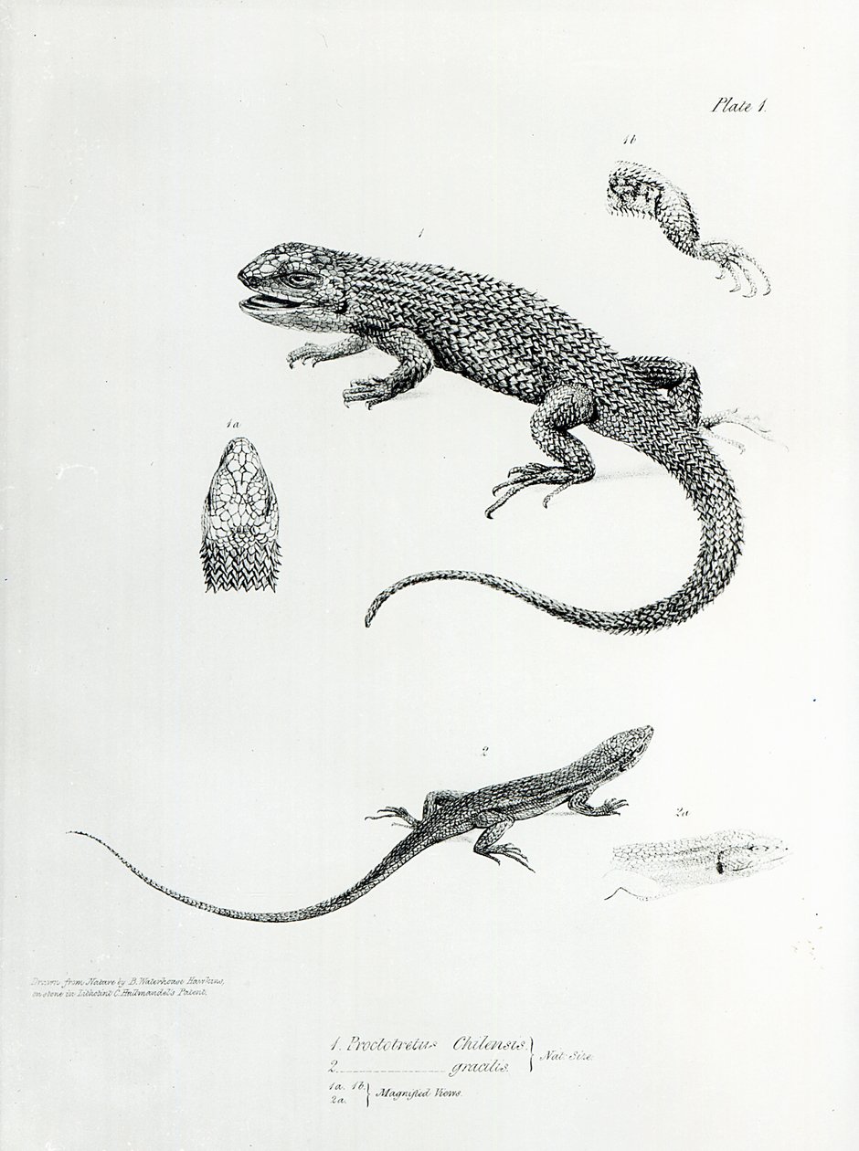 Vyötiäisleguaani, kuvitus Charles Darwinin teoksesta "The Zoology of the Voyage of H.M.S Beagle, 1832-36". tekijältä English School