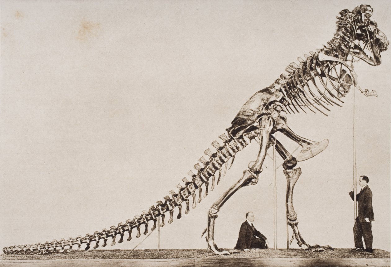 Tyrannosaurus Rexin luuranko Amerikan luonnonhistoriallisessa museossa, H.G. Wellsin vuonna 1920 julkaisemasta "The Outline of History" -teoksesta, osa I (syväpaino). tekijältä English School