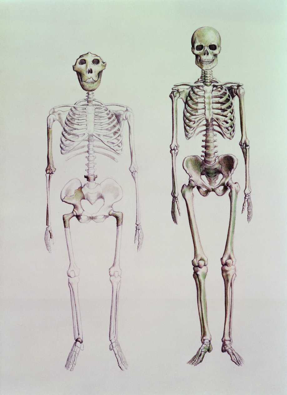 Australopithecus Boisein ja Homo Sapiensin luurangot tekijältä English School