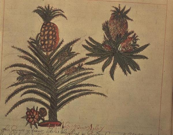 Sloane 4013 f.16v ananaspuut julkaisusta "Descriptions of Indian Plants" tekijältä English School